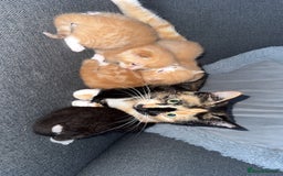 British Longhair cats for sale: 1 boy (black) 3 girls  - Image 5