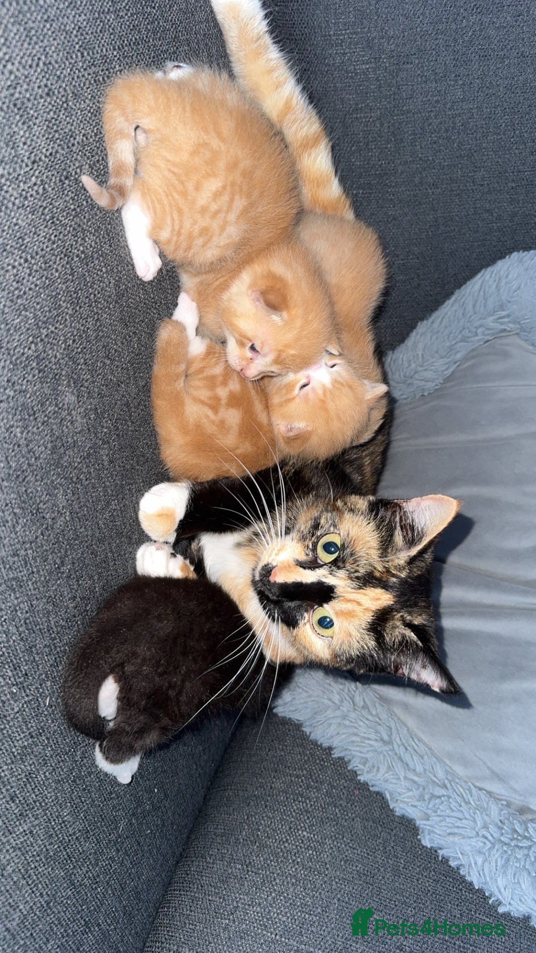 British Longhair cats for sale: 1 boy (black) 3 girls  - Image 5