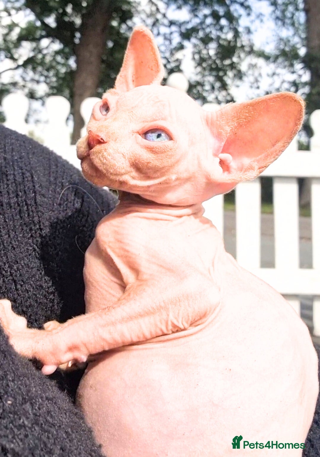 Sphynx cats for sale: Gorgeous Canadian Sphynx kittens, stunning - Image 2
