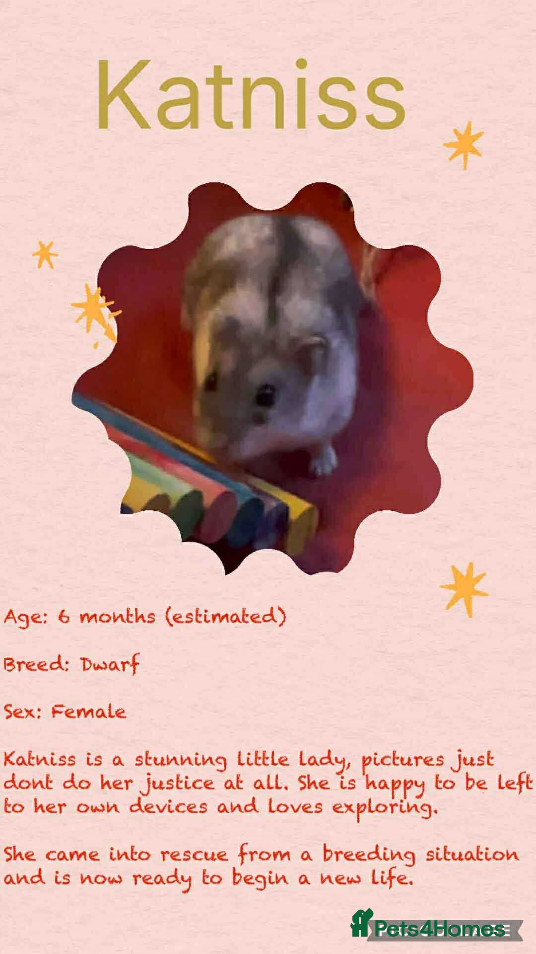 Hamster rodents for sale: Hamsters for adoption  - Image 13