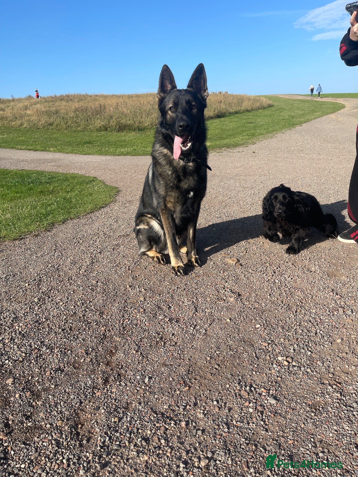 German Shepherd dogs Stud XL German shepherd mixed with malinios  - Advert 7