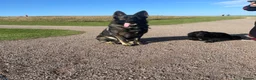 German Shepherd dogs for stud: Stud XL German shepherd mixed with malinios  in Sunderland - Advert 1