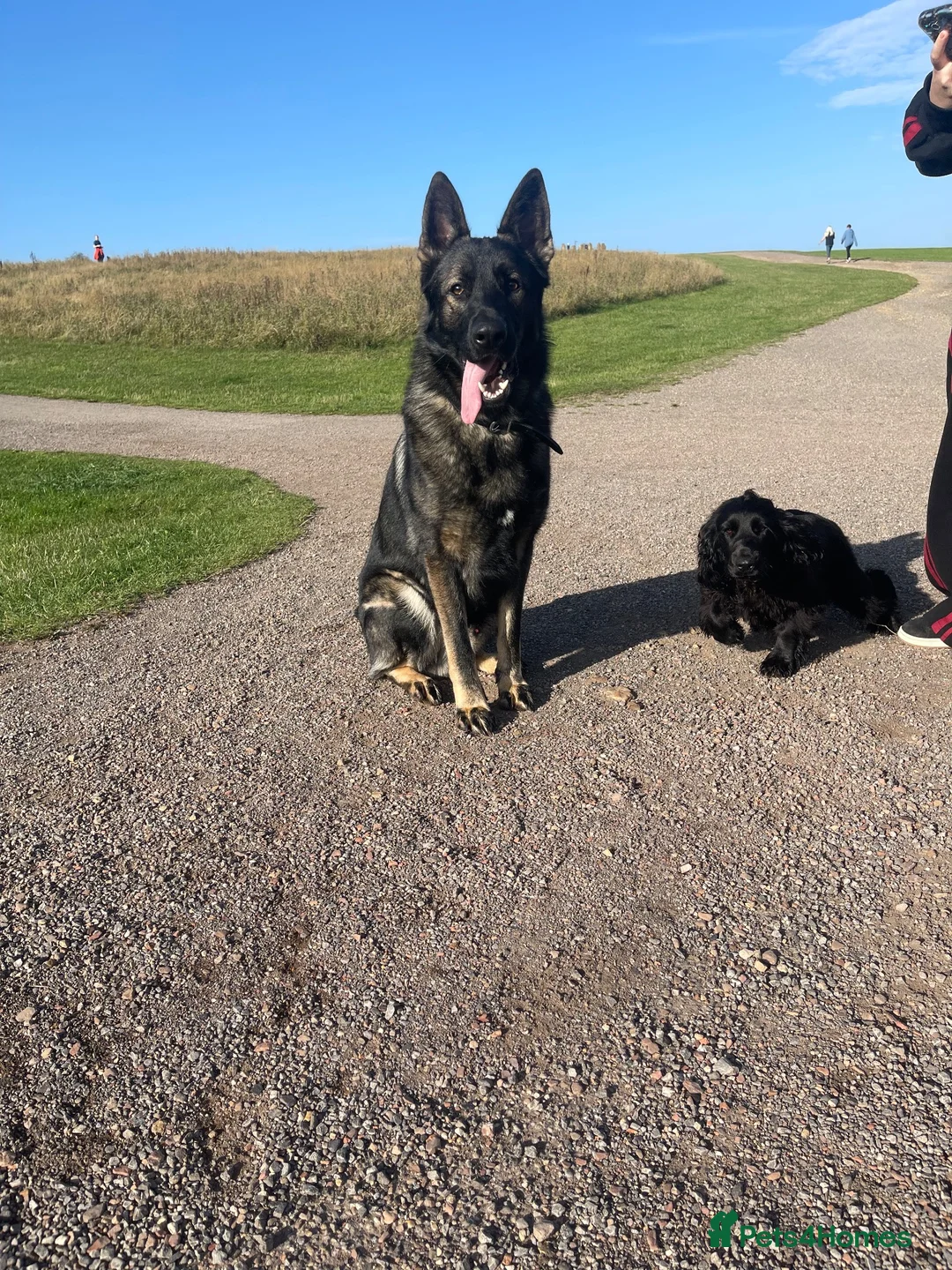 German Shepherd dogs for stud: Stud XL German shepherd mixed with malinios  in Sunderland - Advert 1