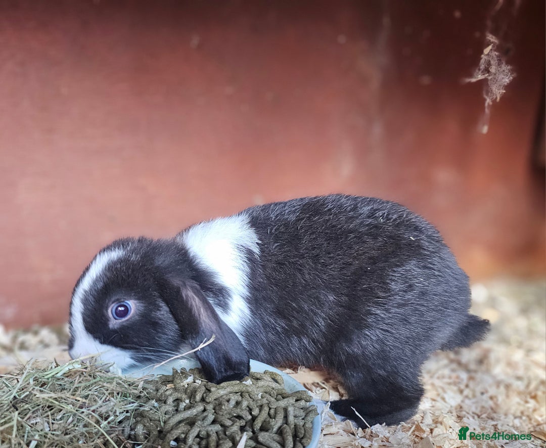 Mini Lop rabbits for sale: Beautiful mix litter very friendly bunnys - Image 6
