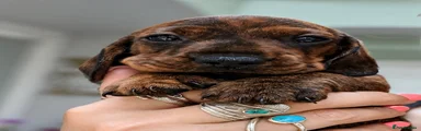 Miniature Dachshund 1
