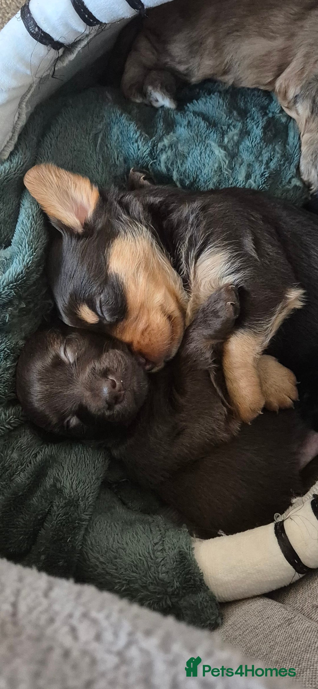 Mixed Breed dogs 2 males puppies  - Advert 1