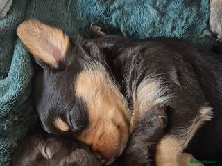 Mixed Breed dogs 2 males puppies - Advert 18