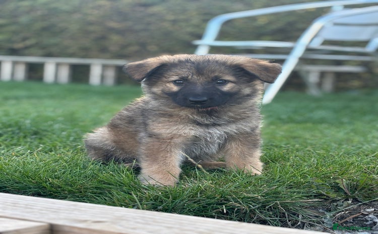 German Shepherd dogs - Advert 2