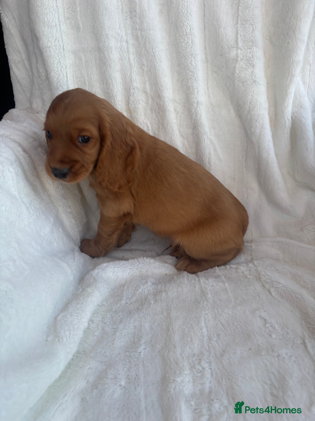 Cocker Spaniel dogs for sale: Gorgeous red cocker spaniels puppies  - Image 5