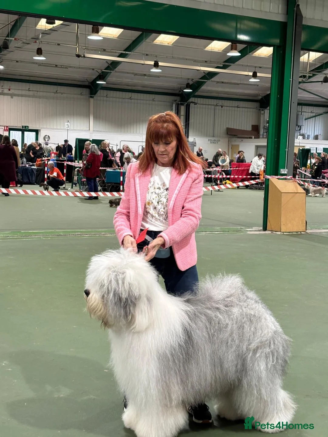 Old English Sheepdog dogs for sale: Outstanding OES top Show Lines,Exceptional Quality - Advert 6