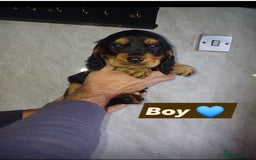 Cocker Spaniel dogs for sale: Cocker spaniels  - Image 8