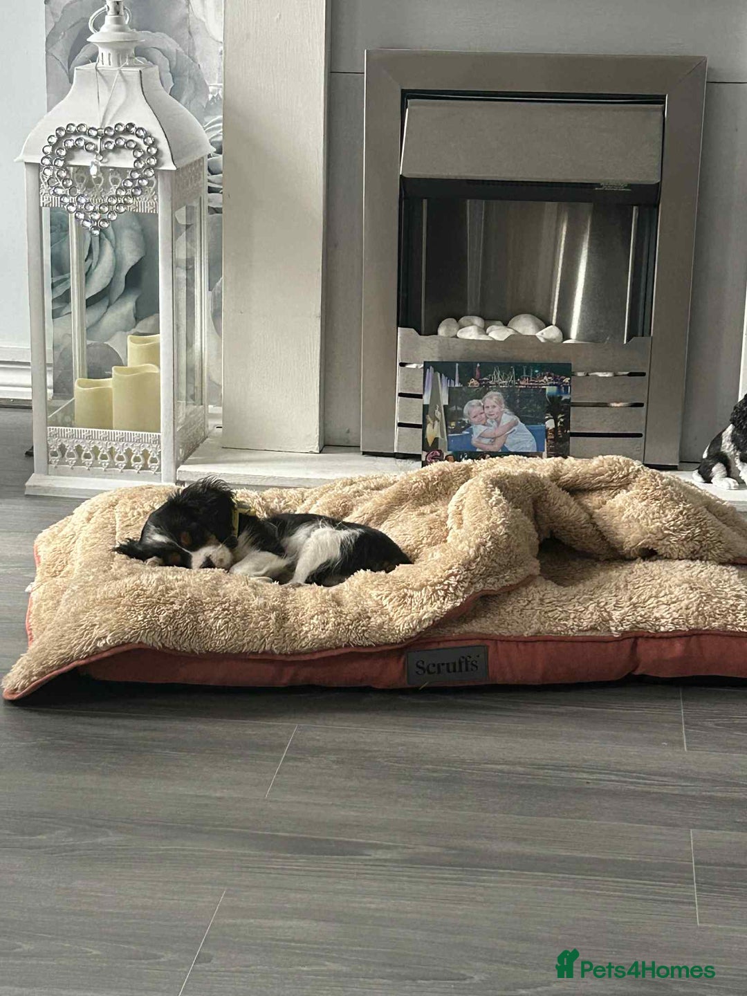 Cavalier King Charles Spaniel dogs for sale: king charles cavalier  - Image 6