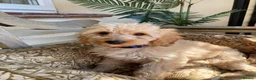 Cavapoochon dogs for sale: Gorgeous F1b Cavapoochon puppies - Advert 14