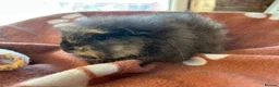 Guinea Pig rodents for sale: Boys boys boys guinea pigs  - Advert 4