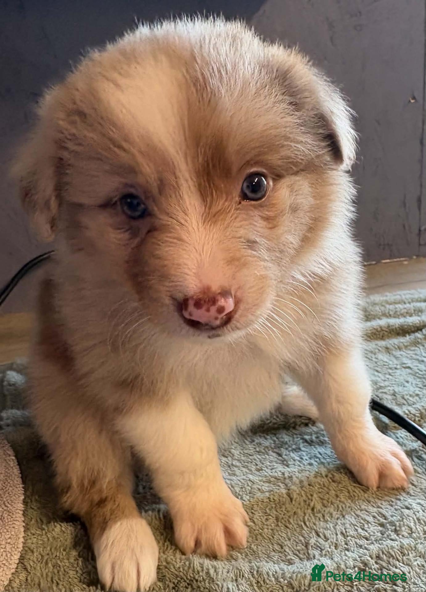 Border Collie dogs Stunning Border Collie puppies - Advert 5