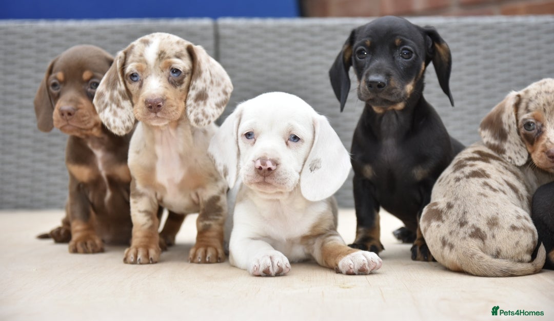 Dachshund dogs for sale: Stunning dachshund puppies  - Image 9
