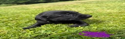Cockerdor dogs for sale: 10 beautiful LabXcocker pups in Shrewsbury - Advert 9