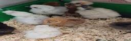 Chickens poultry for sale: Silkie chicks and hatching eggs! - Advert 1