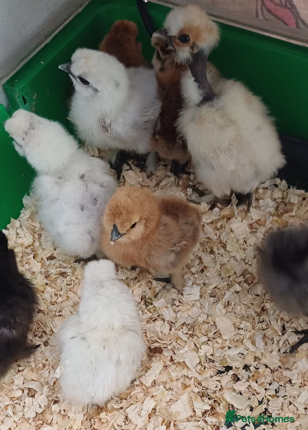 Chickens poultry for sale: Silkie chicks and hatching eggs! - Advert 1