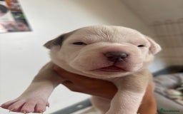 American Bulldog dogs for sale: American bulldogs - Image 18