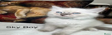 Sky Boy