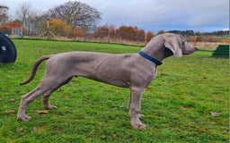 Weimaraner dogs for sale: Weimaraner boy hand picked and trained  - Advert 6