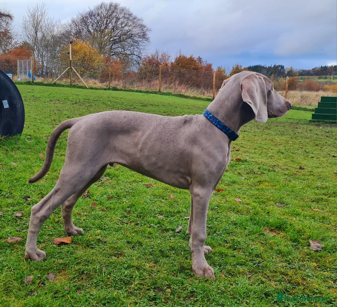 Weimaraner dogs for sale: Weimaraner boy hand picked and trained  - Advert 6