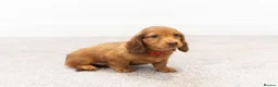 Miniature Dachshund dogs for sale: KC Longhaired Mini Dachshund puppies - Advert 15