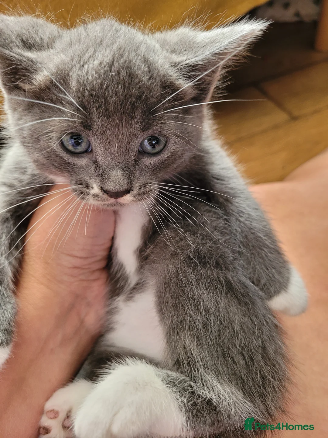 Ragdoll cats for sale: Ragdoll mixed kittens - Advert 2