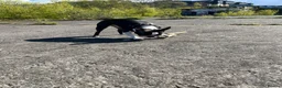Boston Terrier dogs for sale: Boston Terrier - Female - 4 Year Old - Advert 6