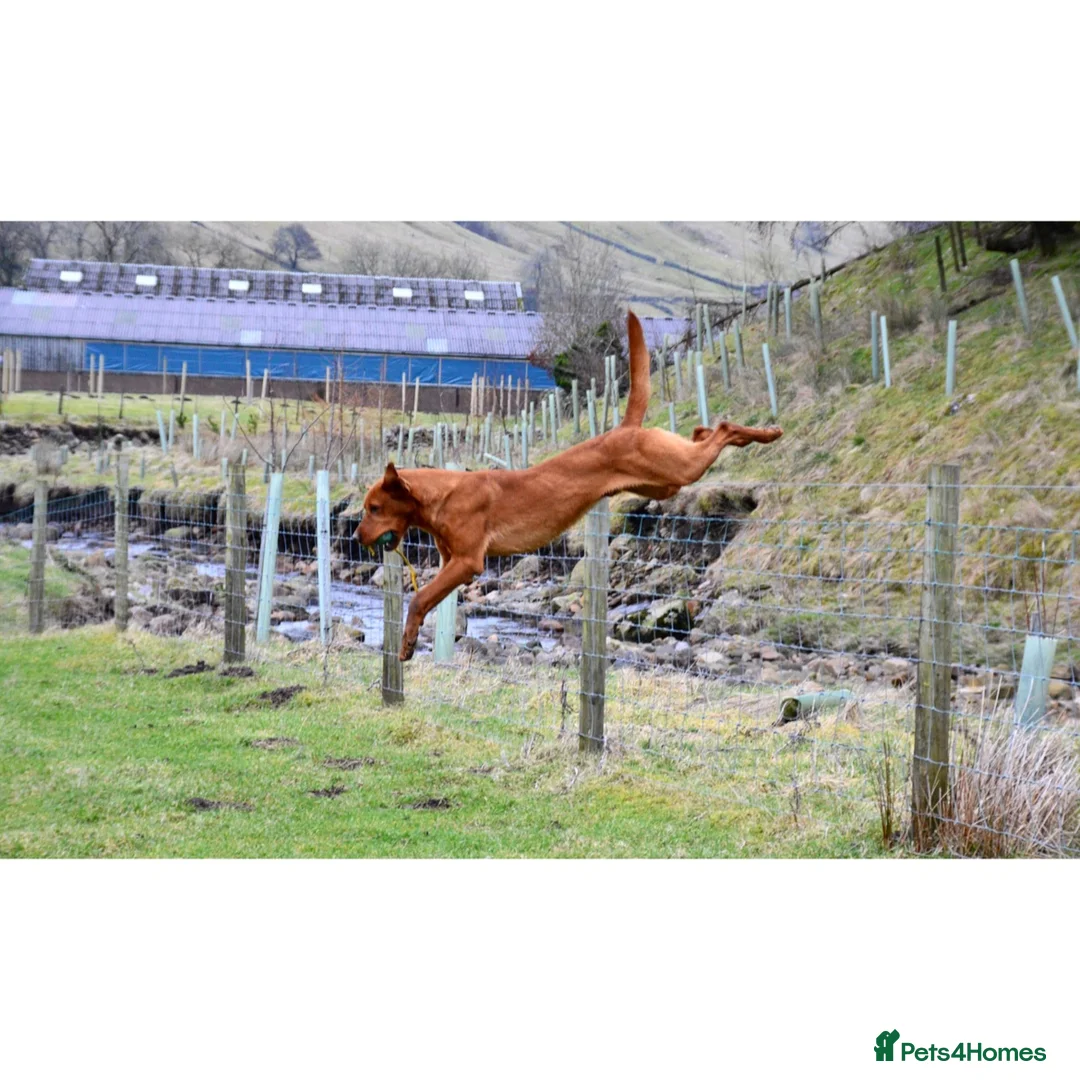 Labrador Retriever dogs for stud: 🔸DARK RED WORKING STUD KC & FULLY HEALTH TESTED🔸 in Hawes - Advert 25