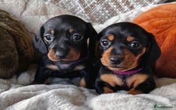 Miniature Dachshund dogs for sale: The most beautiful KC reg Mini Daschund puppies  - Image 4