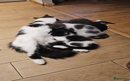 Mixed Breed cats for sale: 2 outstanding beauty girls  - Image 5