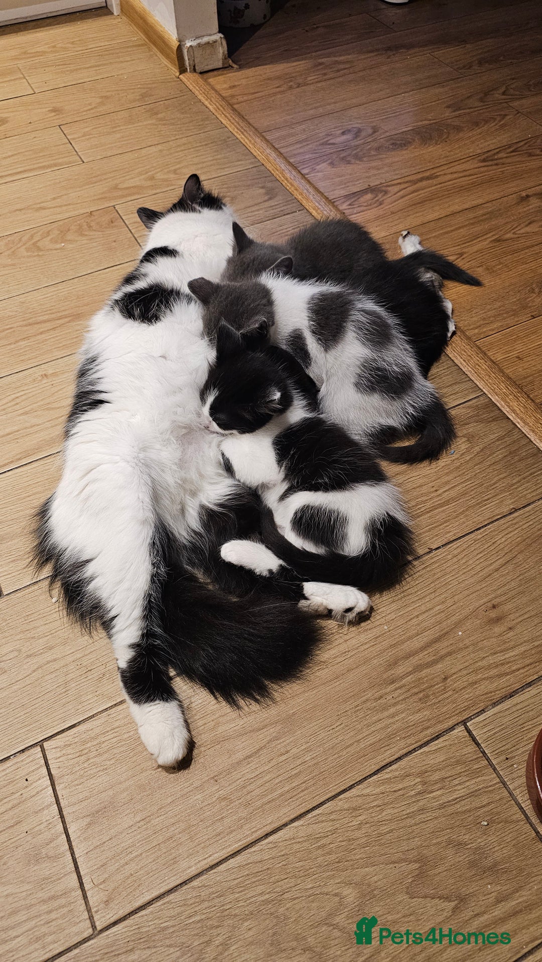 Mixed Breed cats for sale: 2 outstanding beauty girls  - Image 5