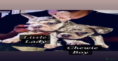 French Bulldog dogs - Advert 15