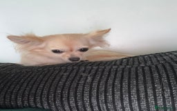 Chihuahua dogs for sale: 1 female 1 male Chihuahua  - Image 4