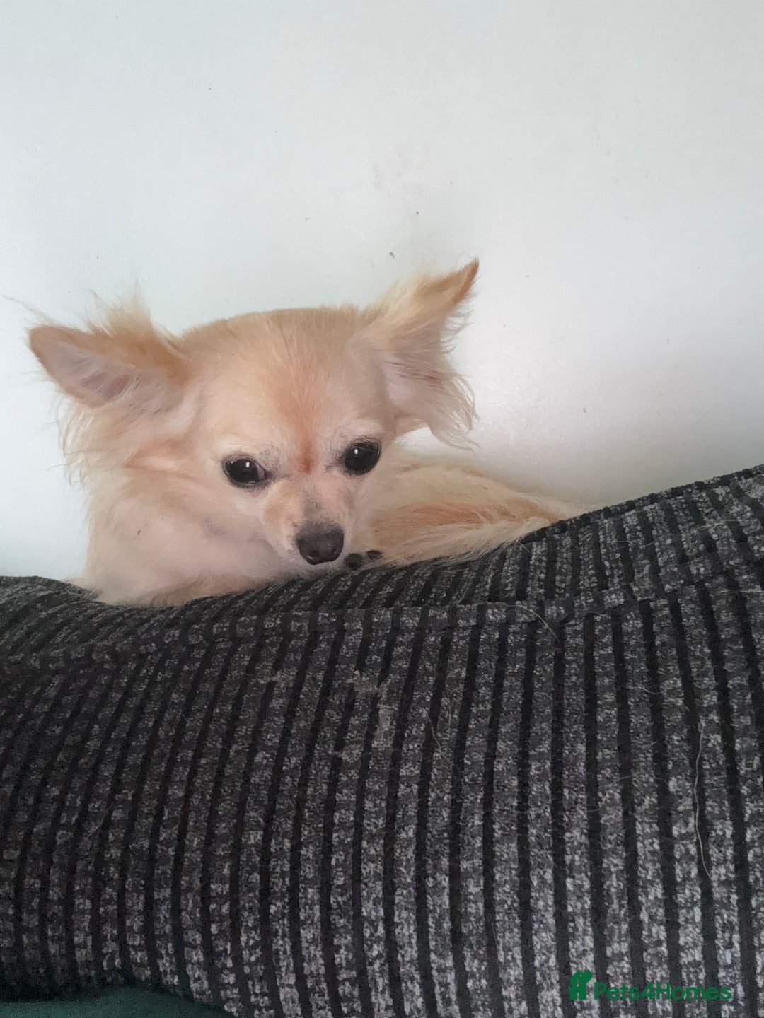 Chihuahua dogs for sale: 1 female 1 male Chihuahua  - Image 4