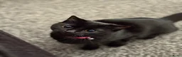 Domestic Shorthair cats for sale: 2 Year old All black domestic short hair in Sunderland - Advert 9