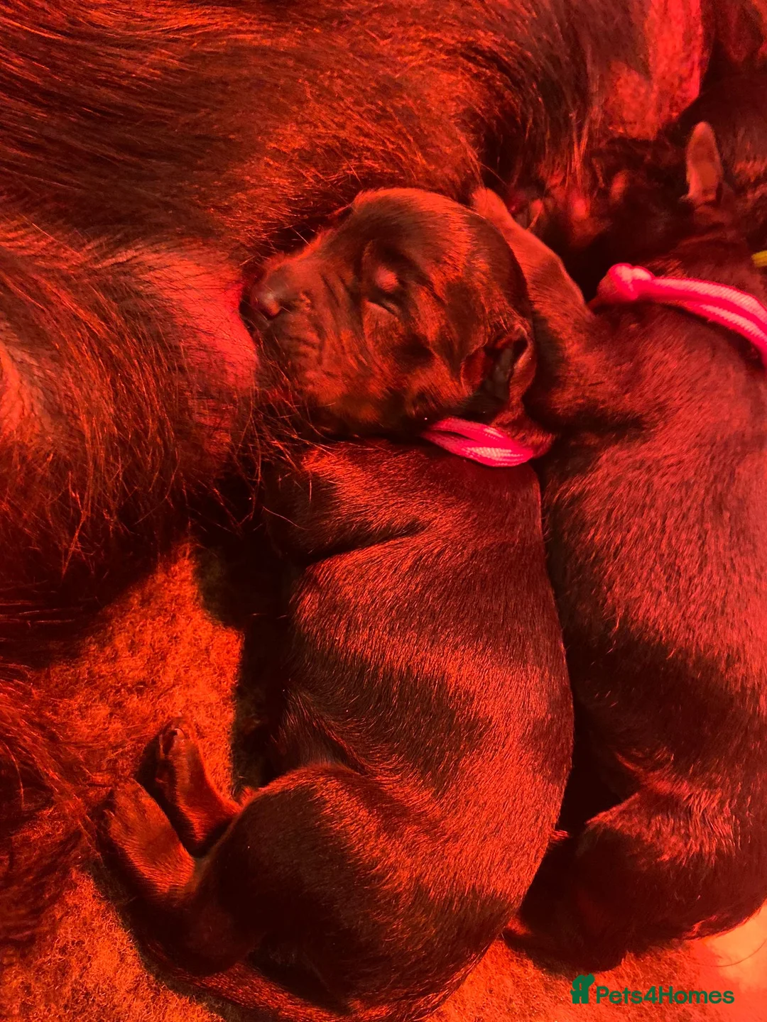 Rottweiler dogs for sale: Rottweilers kc top quality  - Advert 8