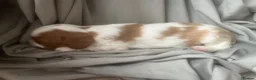 Cavalier King Charles Spaniel dogs for sale: Kc reg/ health tested Cavalier King Charles  - Advert 5