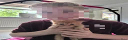 Persian cats for sale: Ginger Persian/ragdoll mix girl kitten, adorable! - Advert 6