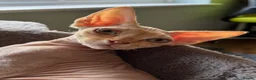 Devon Rex cats for sale: Ready now. GCCF registered and health tested. - Advert 4