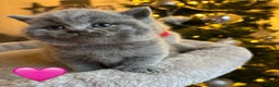 British Shorthair cats for sale: British Shorthair kittens  - Advert 23