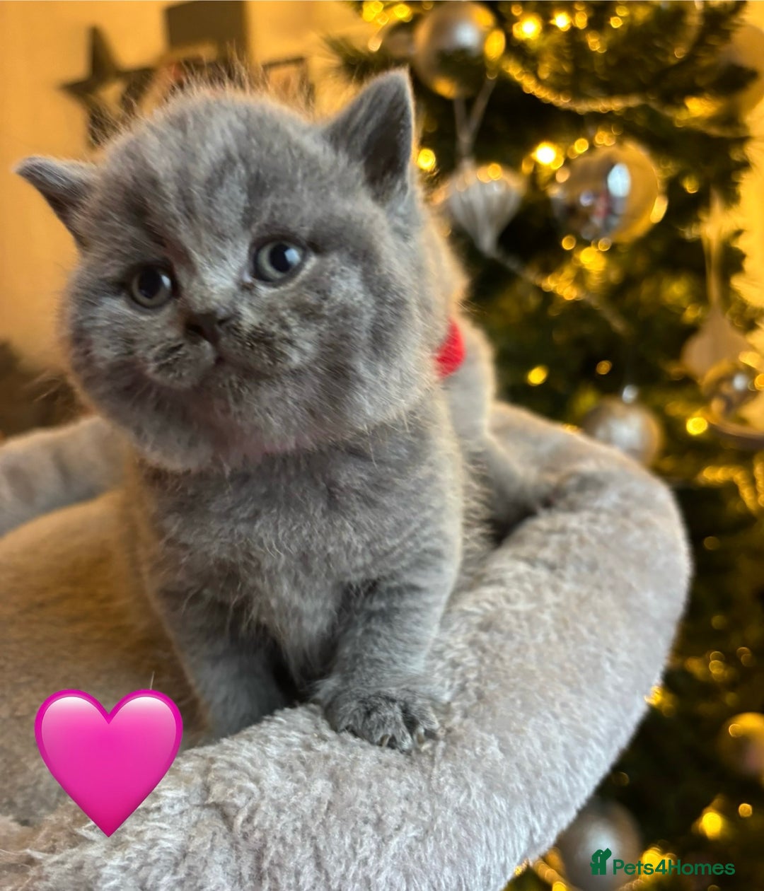 British Shorthair cats for sale: British Shorthair kittens  - Advert 23