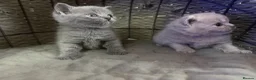 British Shorthair cats for sale: Kitens will be ready for 17 June  - Advert 9