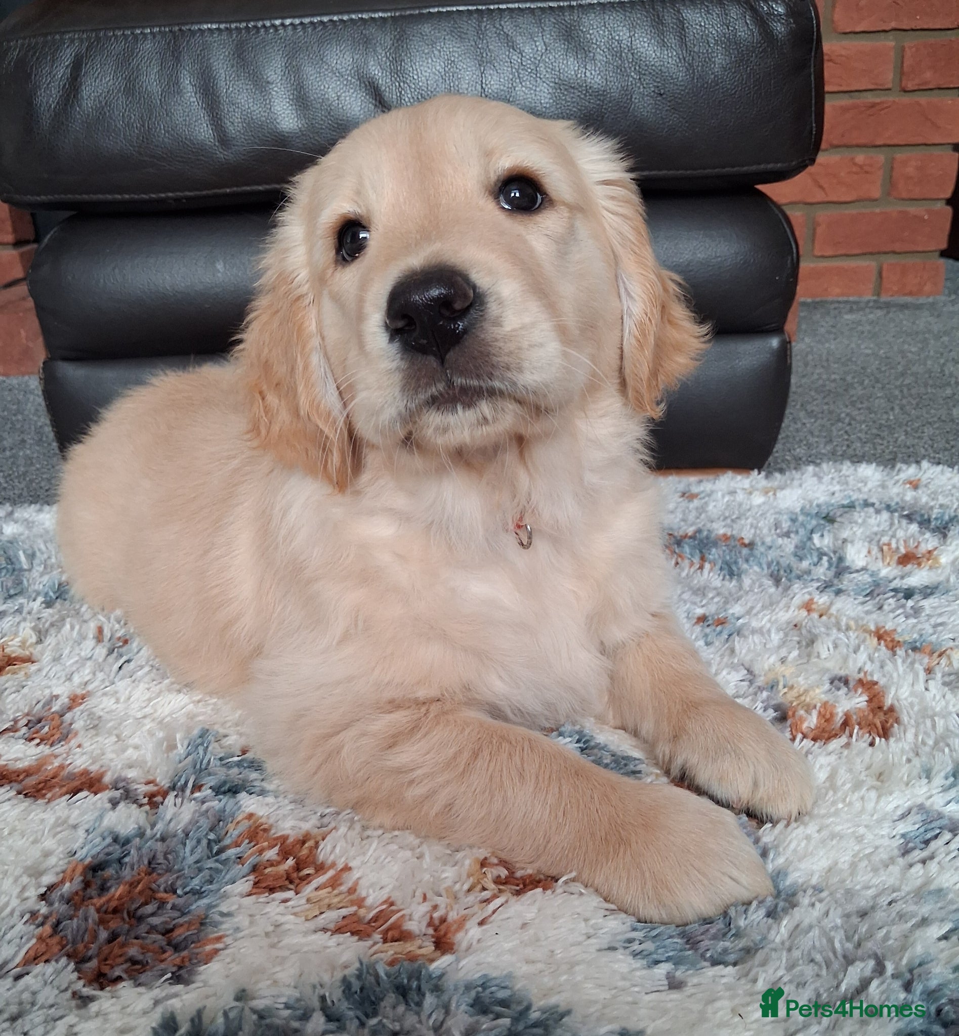 Golden Retriever dogs Only 1 girl available! - Advert 14
