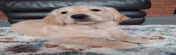 Golden Retriever dogs for sale: 1 KC girl ready for a new home! - Advert 40