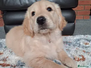 Golden Retriever dogs Only 1 girl available! - Advert 14