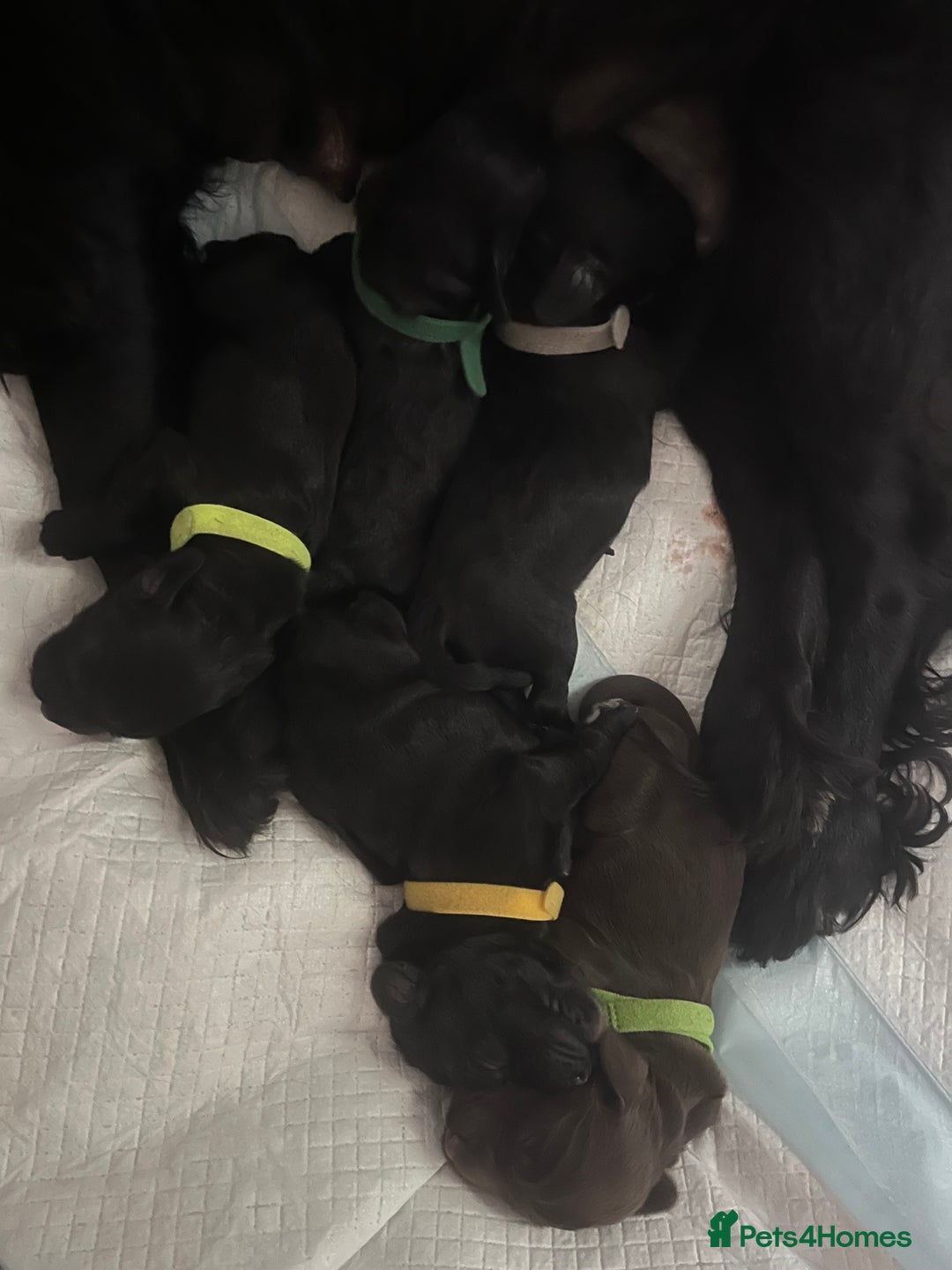Cocker Spaniel dogs for sale: 🐾Working cocker spaniel puppies🐾 - Image 5