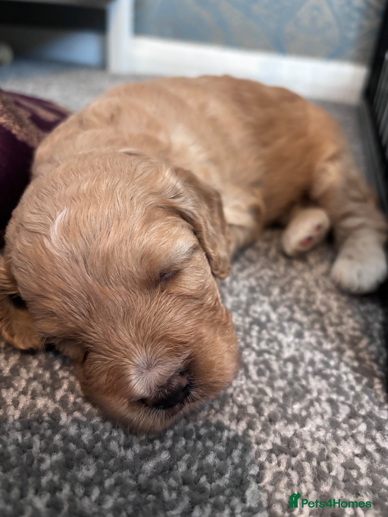 Cockapoo dogs for sale: Cockerpoo F1b puppies  in Hailsham - Advert 14